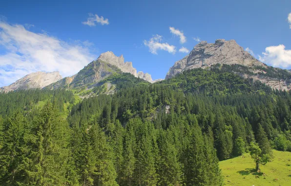 Picture forest, the sky, the sun, clouds, trees, mountains, rocks