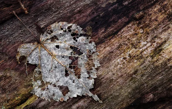 Picture leaves, macro, Board
