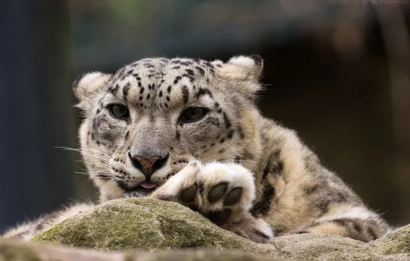 Cat, face, paws, IRBIS, snow leopard