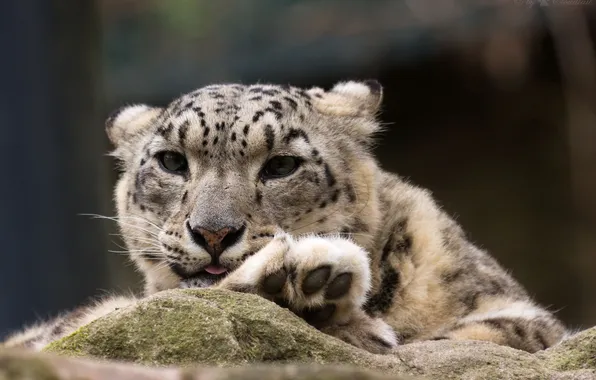 Picture cat, face, paw, IRBIS, snow leopard