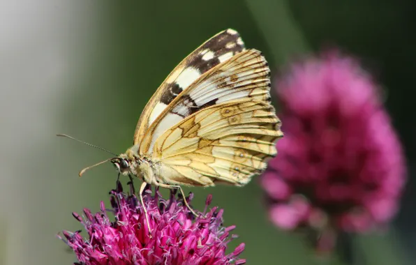 Flower, butterfly, insect