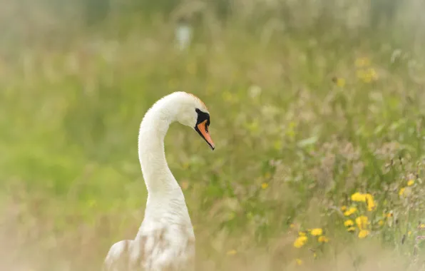 Picture grass, flowers, Swan