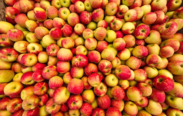 Orange, yellow, red, apples, food, harvest, fruit, a lot