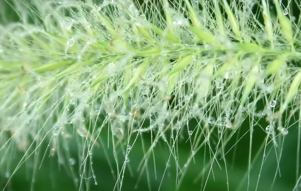 Greens, Drops, branch