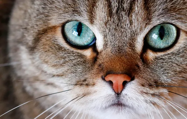 Cat, eyes, cat, look, face, close-up, grey, portrait