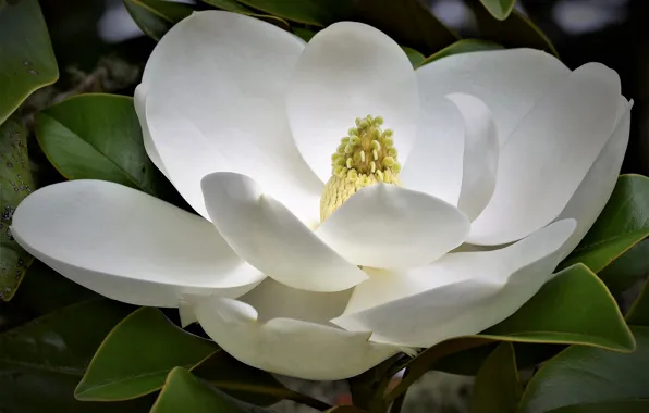 Macro, white, Magnolia