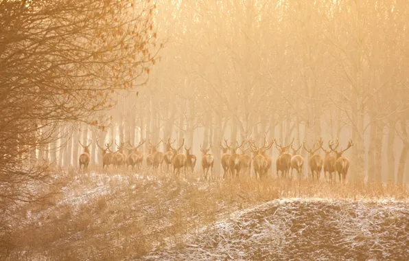 Picture nature, fog, deer