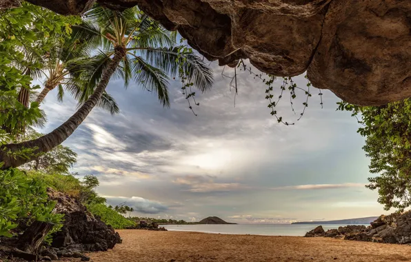 Sea, beach, palm trees, photo, Hawaii