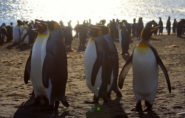 Light, birds, shore, pack, penguins, penguin, a lot, party