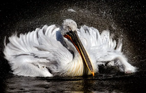 Picture water, squirt, bird, pond, stroke, Pelican