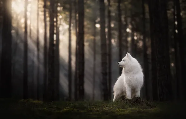 Look, nature, pose, dog, white, face, Samoyed