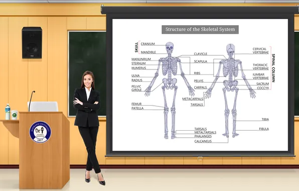 Girl, woman, professor, teacher, university, lecture, Structure of the Skeletal System, lcture hall
