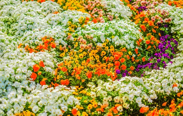 Flowers, spring, garden, Pansy, flowerbed, a lot, different, viola