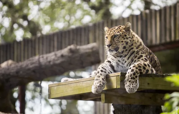 Face, stay, predator, paws, wild cat, the Amur leopard