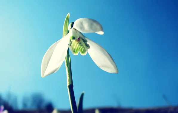Picture BACKGROUND, FOCUS, The SKY, MACRO, SNOWDROP