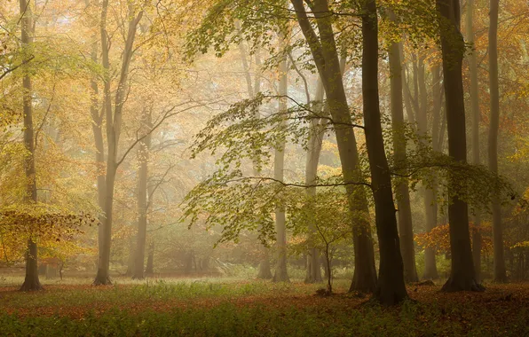 Picture autumn, forest, leaves, the sun, trees, fog, branch