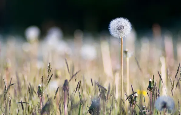 Field, nature, dandelion