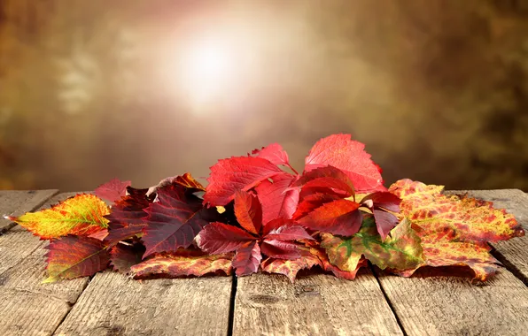 Autumn, leaves, table, bokeh