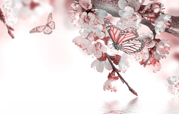 Picture water, butterfly, spring, flowers, flowering, twigs