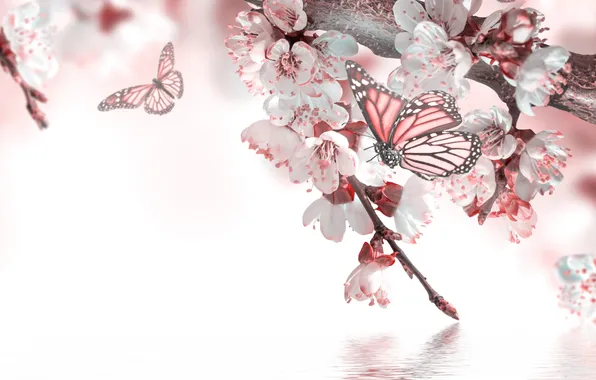 Water, butterfly, spring, flowers, flowering, twigs