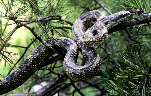Leaves, tree, snake