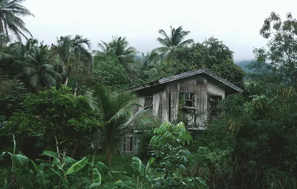 Picture forest, trees, house, tropics, palm trees, jungle, the ruins, hut