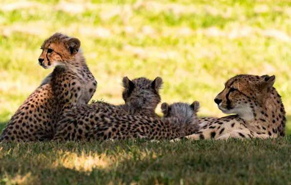 Look, face, light, pose, stay, baby, kittens, Cheetah