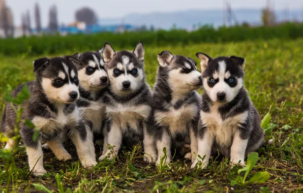Puppies, blue eyes, beautiful, black and white, Husky