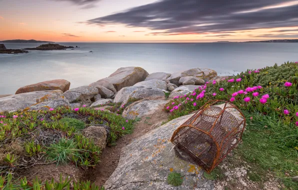 Picture sea, the sky, clouds, flowers, stones, mesh, shore, pink