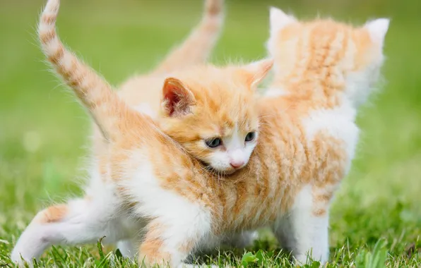 Greens, cat, summer, grass, look, cats, pose, kitty