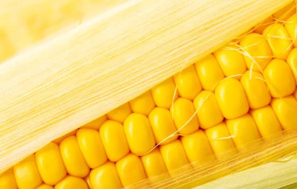 Macro, grain, corn, yellow, the cob