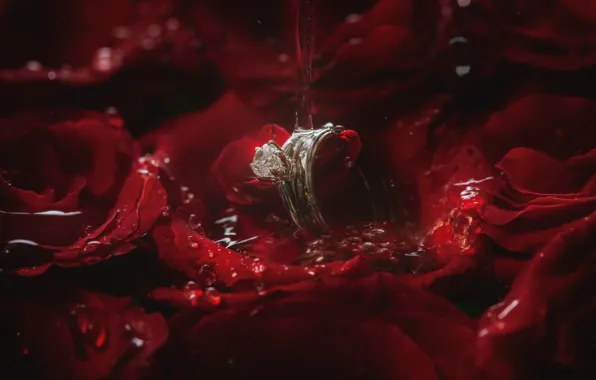 Picture water, roses, petals, ring