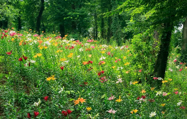 Picture forest, grass, trees, flowers, glade, meadow