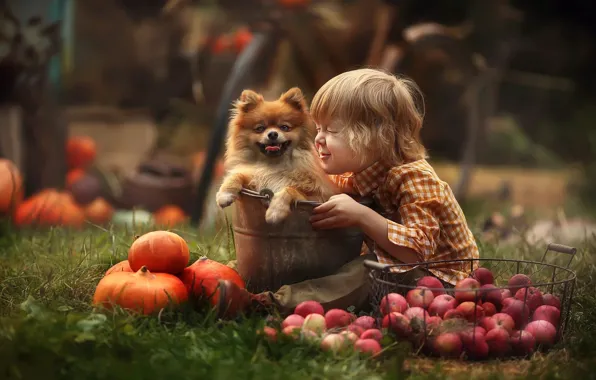 Picture mood, apples, dog, boy, bucket, pumpkin, doggie, Lyubov Pyatovskaya
