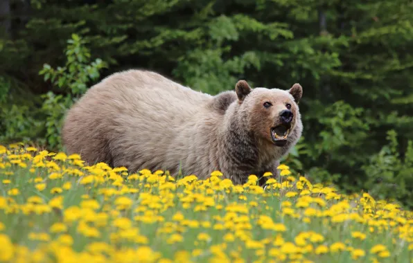 Forest, look, trees, flowers, pose, glade, bear, bear