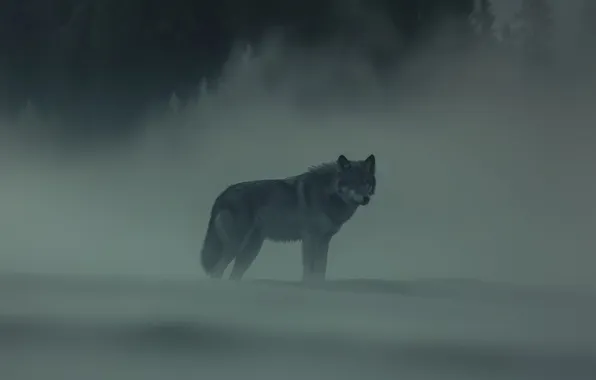 Nature, snow, predator, face, animal, wolf, wildlife, portrait