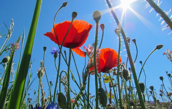 Picture field, the sky, grass, the sun, macro, rays, flowers, Maki