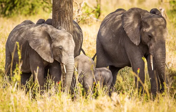 Picture grass, the sun, trees, nature, elephant