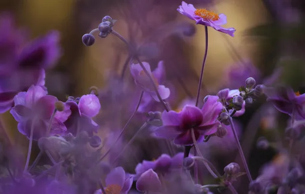 Macro, flowers, nature, lilac, bokeh