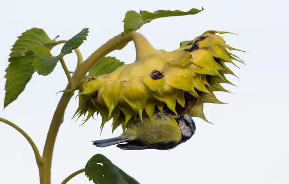 Picture nature, bird, sunflower
