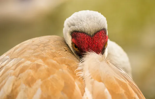 Nature, bird, sandhill crane