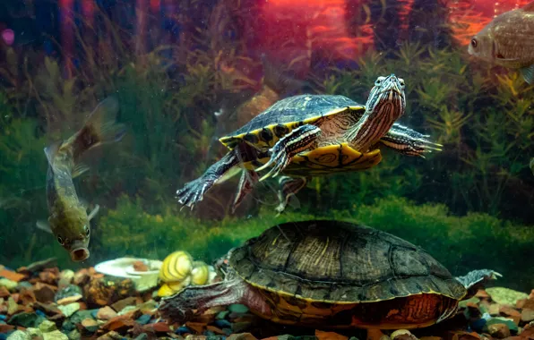 Glass, algae, aquarium, turtle, fish, the bottom, underwater world, under water