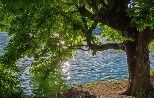 Picture summer, glare, river, tree