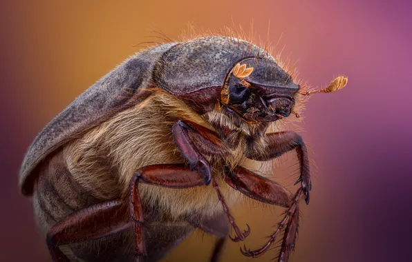 Macro, background, beetle, insect, Scarab Beetle, Phyllophaga