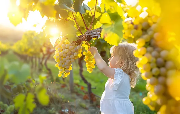 Greens, summer, leaves, the sun, rays, light, green, child
