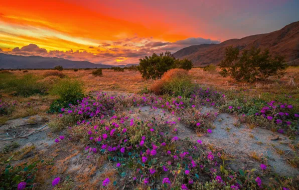The sky, clouds, sunset, flowers, nature, CA