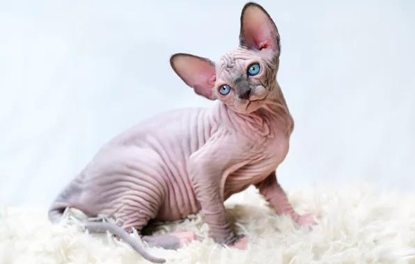 Cat, pose, kitty, fur, blue eyes, face, sitting, Sphinx