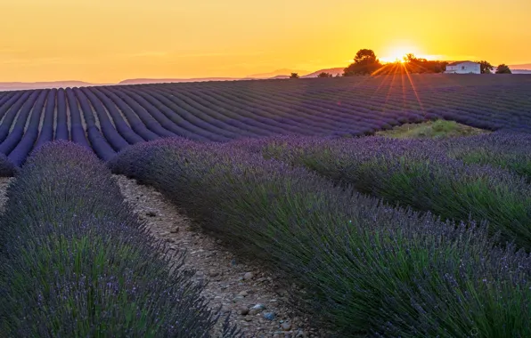 Field, summer, the sky, the sun, rays, light, trees, sunset