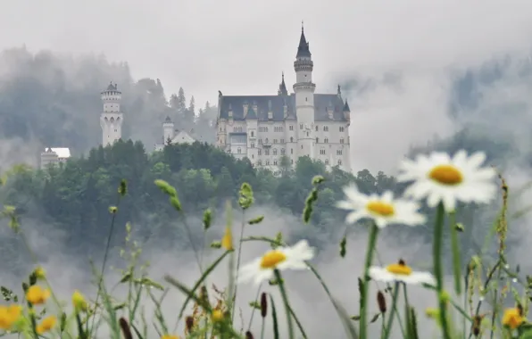 Forest, summer, grass, flowers, fog, castle, view, chamomile