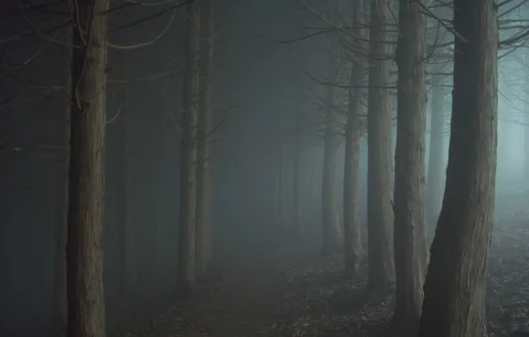 Road, fog, the darkness, Forest, twilight, path